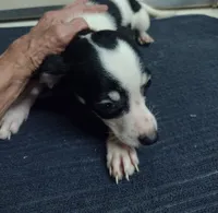Layla, a female Chihuahua for sale in Ocala, FL – 4 of 4