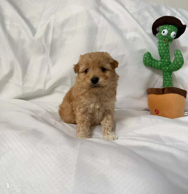Toto, a male Maltipoo for sale in Corona, CA – Photo 1 of 1