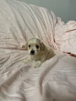 Max, a male Maltipoo for sale in Corona, CA – Photo 1 of 2