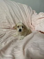 Max, a male Maltipoo for sale in Corona, CA – Photo 2 of 2