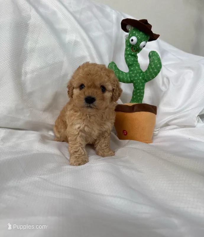 Rex, a male Maltipoo for sale in Corona, CA – Photo 1 of 1