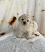 Red, a male Maltipoo for sale in Corona, CA – Photo 2 of 2