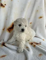 Red, a male Maltipoo for sale in Corona, CA – Photo 1 of 2