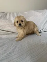 Pinky, a female Maltipoo for sale in Corona, CA – Photo 3 of 3