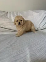 Pinky, a female Maltipoo for sale in Corona, CA – Photo 2 of 3