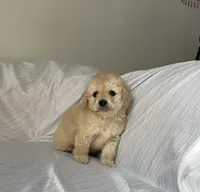 Pinky, a female Maltipoo for sale in Corona, CA – Photo 1 of 3
