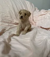 Roxy, a female Maltipoo for sale in Corona, CA – Photo 3 of 3