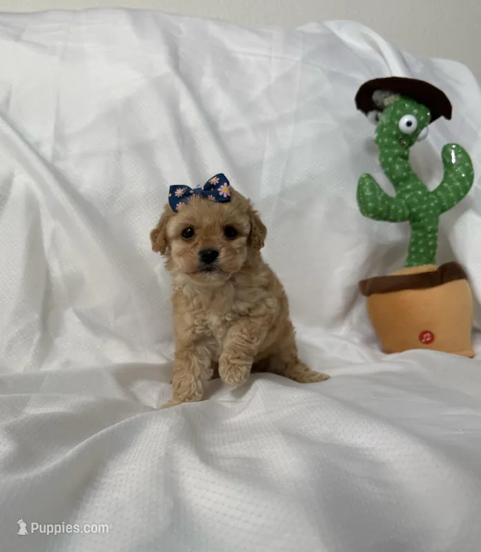 Bella, a female Maltipoo for sale in Corona, CA – Photo 1 of 1