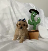 Bella, a female Maltipoo for sale in Corona, CA – Photo 1 of 2