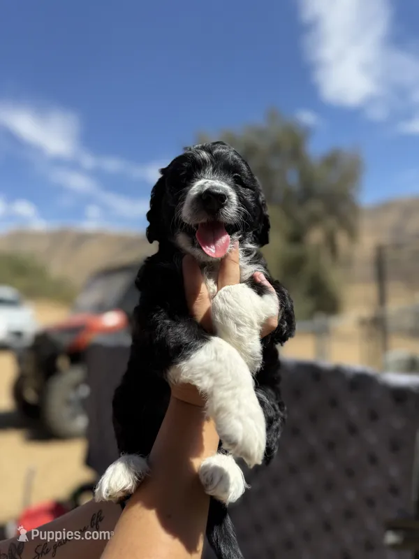 Girl 2 – Aussiedoodle, Double Doodle puppy for sale in Banning, CA
