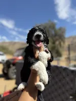 Girl 2, a female Aussiedoodle and Double Doodle for sale in Banning, CA – 1 of 1