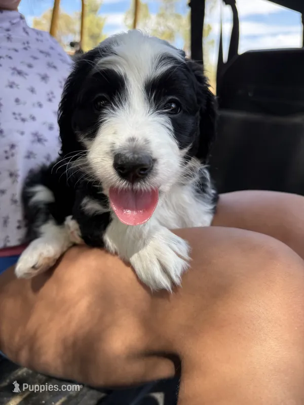 Cutie Pie – Australian Shepherd, Double Doodle puppy for sale in Banning, CA