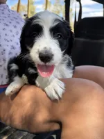 Cutie Pie, a female Australian Shepherd and Double Doodle for sale in Banning, CA – 1 of 3