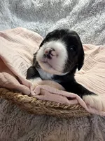 Girl 1, a female Aussiedoodle and Double Doodle for sale in Banning, CA – 1 of 3