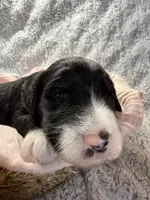 Girl 1, a female Aussiedoodle and Double Doodle for sale in Banning, CA – 2 of 3