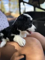 Cutie Pie, a female Australian Shepherd and Double Doodle for sale in Banning, CA – 2 of 3