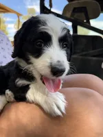 Cutie Pie, a female Australian Shepherd and Double Doodle for sale in Banning, CA – 3 of 3