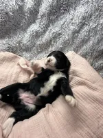 Girl 1, a female Aussiedoodle and Double Doodle for sale in Banning, CA – 3 of 3