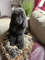 Luna, a female Poodle - Standard  for sale in Douglas, AZ – 6 of 10