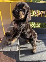 Bandit, a male Poodle - Standard  for sale in Douglas, AZ – 8 of 9