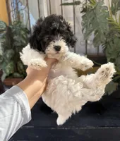 Boba, a female Maltipoo for sale in Douglas, AZ – Photo 4 of 7
