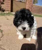 Boba, a female Maltipoo for sale in Douglas, AZ – Photo 2 of 7