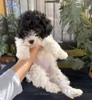 Boba, a female Maltipoo for sale in Douglas, AZ – Photo 5 of 7