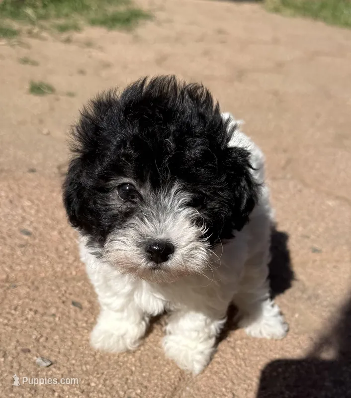 Boba – Maltipoo puppy for sale in Douglas, AZ