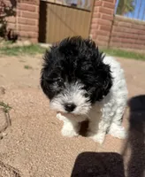 Boba, a female Maltipoo for sale in Douglas, AZ – Photo 3 of 7