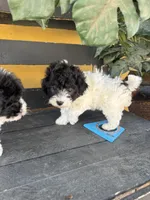 Boba, a female Maltipoo for sale in Douglas, AZ – Photo 6 of 7