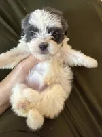 Winston, a male Shihpoo for sale in Douglas, AZ – 2 of 10