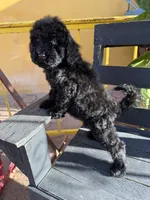 Luna, a female Poodle - Standard  for sale in Douglas, AZ – 9 of 10