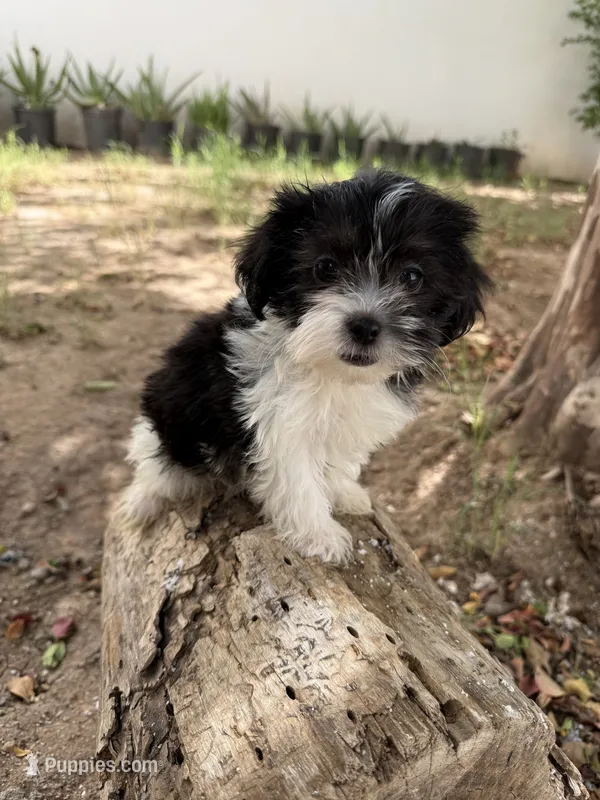 Louie – Shihpoo puppy for sale in Douglas, AZ