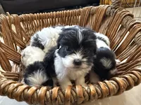 Theo, a male Shihpoo for sale in Douglas, AZ – 10 of 10
