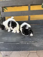 Oreo, a male Maltipoo for sale in Douglas, AZ – Photo 7 of 7