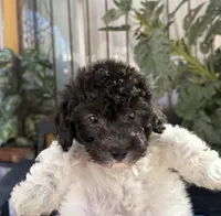 Oreo, a male Maltipoo for sale in Douglas, AZ – Photo 4 of 7
