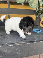 Oreo, a male Maltipoo for sale in Douglas, AZ – Photo 5 of 7