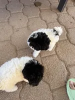 Oreo, a male Maltipoo for sale in Douglas, AZ – Photo 6 of 7