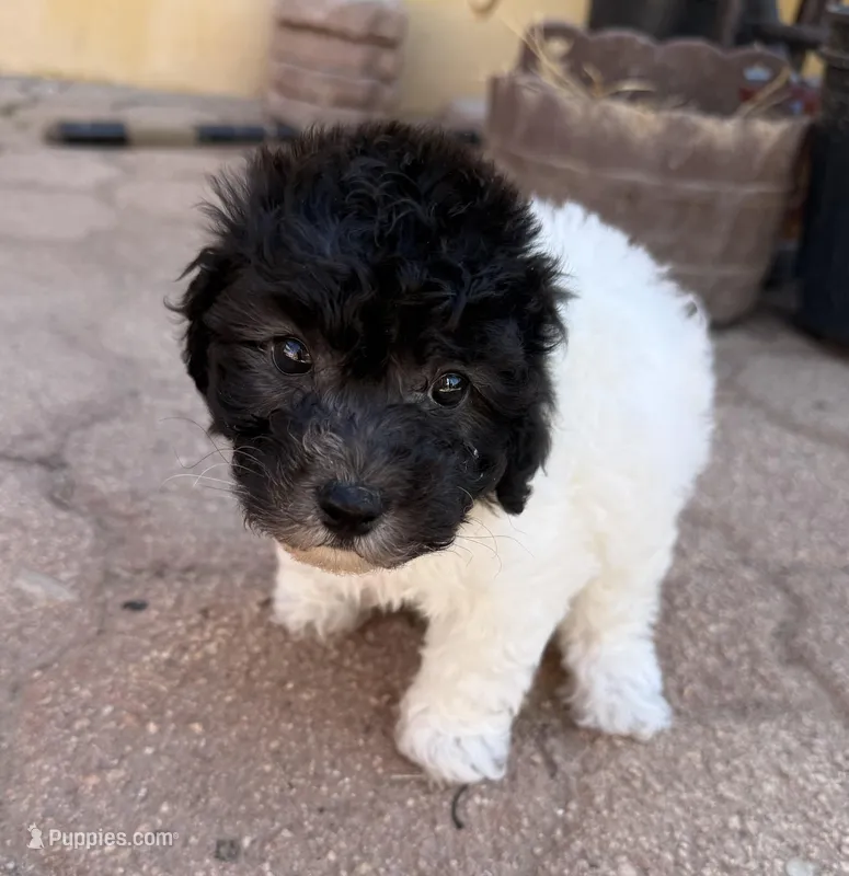 Oreo – Maltipoo puppy for sale in Douglas, AZ