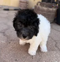 Oreo, a male Maltipoo for sale in Douglas, AZ – Photo 1 of 7