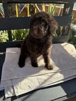 Willow, a female Poodle - Standard  for sale in Douglas, AZ – 2 of 9
