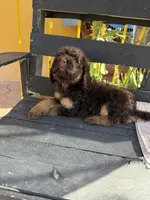 Bear, a male Poodle - Standard  for sale in Douglas, AZ – 7 of 7