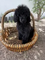 Luna, a female Poodle - Standard  for sale in Douglas, AZ – 4 of 10