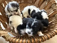 Theo, a male Shihpoo for sale in Douglas, AZ – 7 of 10