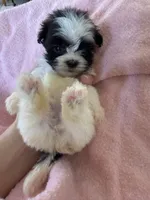 Millie , a female Shihpoo for sale in Douglas, AZ – 6 of 10