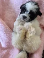 Millie , a female Shihpoo for sale in Douglas, AZ – 9 of 10
