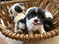 Theo, a male Shihpoo for sale in Douglas, AZ – 9 of 10