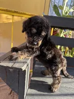 Bandit, a male Poodle - Standard  for sale in Douglas, AZ – 9 of 9