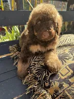 Hazel, a female Poodle - Standard  for sale in Douglas, AZ – 9 of 9