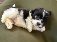 Louie, a male Shihpoo for sale in Douglas, AZ – 2 of 10